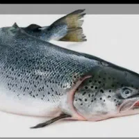 ماهی پاک شده