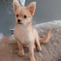 توله نر سایز ریز|سگ|مشهد, الهیه|دیوار