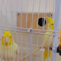 عروس هلندی|پرنده|نیمروز, |دیوار