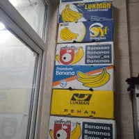 کاتون موز