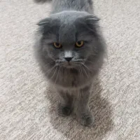 هایبرید اسکاتیش پرشین