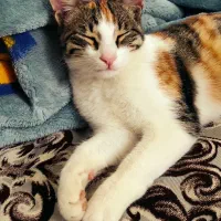 واگذاری رایگان ۲ عدد بچه گربه|گربه|ماسال, |دیوار