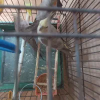 2عدد عروس هلندی|پرنده|رشت, پل تالشان|دیوار