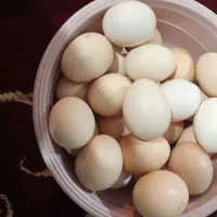 تخم مرغ محلی