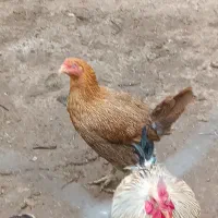 سه عدد بوقلمون ماده و یک عددمرغ اصل روستایی|حیوانات مزرعه|نقده, |دیوار