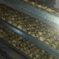 جوجه بلدرچین۲روزه|حیوانات مزرعه|زاهدان, |دیوار