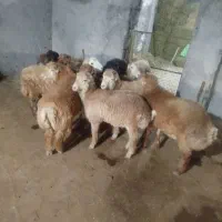 بره نرر پروار و کشتاری مفت|حیوانات مزرعه|بجنورد, |دیوار