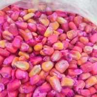 ذرت کاشت بذری