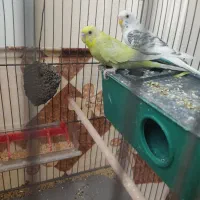 مرغ عشق نر و ماده