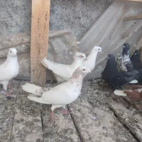 کبوتر