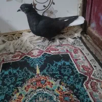 ماده زاغ دم سفید|پرنده|بروجرد, |دیوار