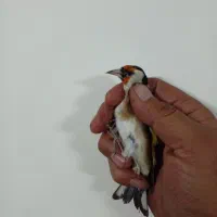 سهره بیابانی یک ماه قفس گلبسر۲ماه قفس|پرنده|قرچک, شهرک طلائیه|دیوار