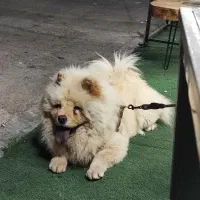 سگ چاوچاو اصیل|سگ|ساری, |دیوار