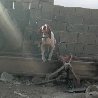 پوینتر|سگ|فرح آباد, |دیوار