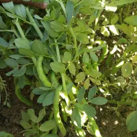 باقالا درجه یک