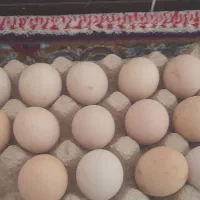 تخمه مرغ لاری ضمانتی|حیوانات مزرعه|میاندوآب, |دیوار