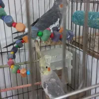 عروس هلندی نر