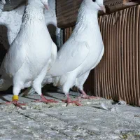 کبوتر معاوضه