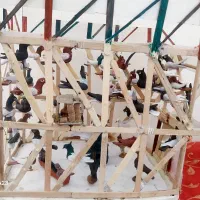 کبوتر تزئینی|پرنده|شیراز, احمدآباد|دیوار
