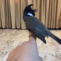 پرنده|پرنده|بندرعباس, |دیوار