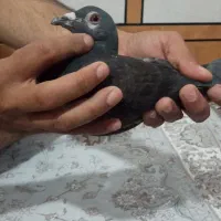 کبوتر پلاکی|پرنده|اهواز, ملاشیه|دیوار