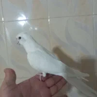 عروس هلندی اهلی آلبینو نر|پرنده|تبریز, |دیوار