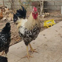 خروس|حیوانات مزرعه|دهلران, |دیوار