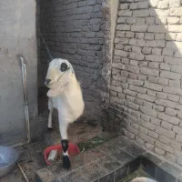 پلچن بزرگ هیکلی ودورگ|حیوانات مزرعه|سراوان, |دیوار