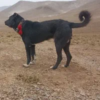 گم شده اطراف دانشگاه آزاد و منظریه