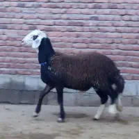 بره و قوچ و میش|حیوانات مزرعه|مراغه, |دیوار