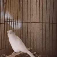 قناری سوپری سفید کاکولی|پرنده|رشت, صفاری|دیوار