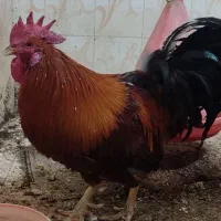 خروس محلی بسیار  درشت و سنگین و زیبا