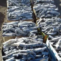 ذغال پسته قلم|عمده‌فروشی|اصفهان, فروردین|دیوار