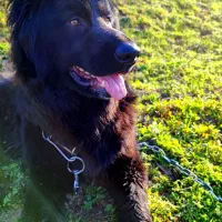 شولاین مارکت (دنیای جرمن توله و ژرمن بالغ)