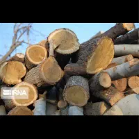 خریدار چوب باغی