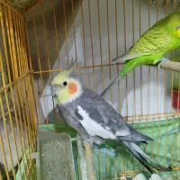 عروس هلندی سخنگو و دستی