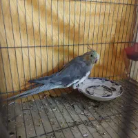 عروس هلندی ماده|پرنده|شاهینشهر, گزبرخوار|دیوار