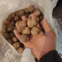 گردو خشک امسالی|عمدهفروشی|شهرضا, |دیوار