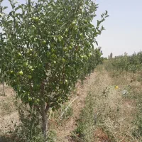 سیب لبنانی وگلابی  درگزی سردرختی   مشهد گلبهار|عمده‌فروشی|مشهد, امام خمینی|دیوار