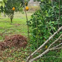 42000هزارمتر باغی مسکونی استخر گیلان|فروش خانه و ویلا|احمدسرگوراب, |دیوار