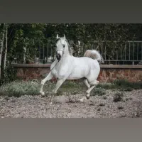 سیلمی دوسر مصری