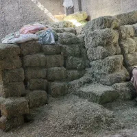 یونجه