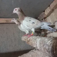 کبوتر|پرنده|دشتابی, |دیوار