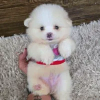 توله روباهی عروسکی