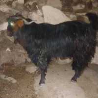 تروشت
