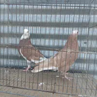 یکجوفت شازده