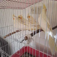 طوطی مولد عروس هلندی لوتینو|پرنده|تبریز, |دیوار