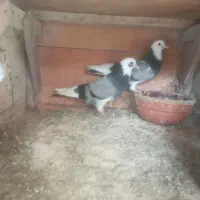 کبوتر جوجه