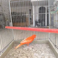 قناری رسمی بلند نر سرخ سبز چغندری|پرنده|جرقویه, |دیوار