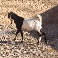 چپش بز بزغاله میش|حیوانات مزرعه|نجفآباد, حومه نجف آباد|دیوار